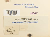 Plagiothecium undulatum image