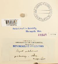 Plagiothecium undulatum image