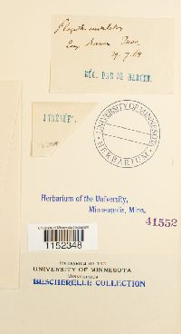 Plagiothecium undulatum image