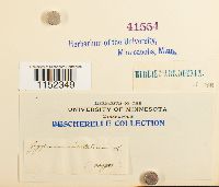 Plagiothecium undulatum image