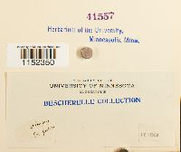 Plagiothecium undulatum image