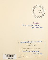 Plasteurhynchium meridionale image