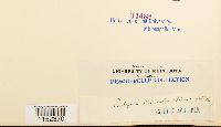 thumbnail image of current specimen