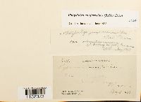 Platydictya confervoides image