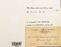 Platydictya confervoides image