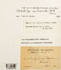 Homomallium adnatum image