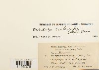 Platydictya confervoides image