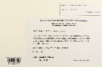 Homomallium adnatum image