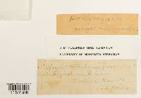 Platydictya jungermannioides image