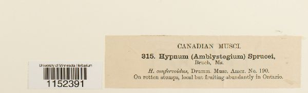 Platydictya jungermannioides image