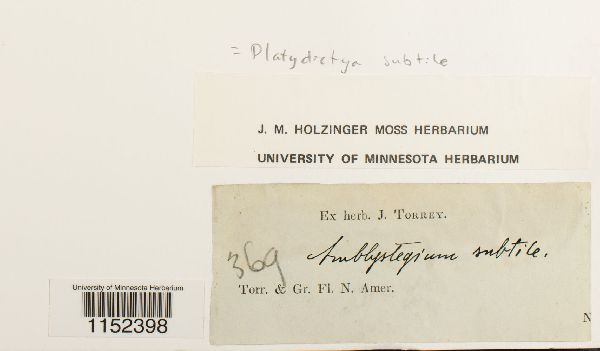 Platydictya image