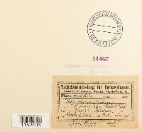 Plagiothecium sylvaticum image