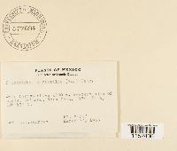 Pilotrichella flexilis image