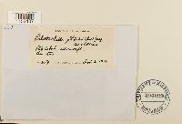 Pilotrichella flexilis image