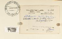 Pilotrichella flexilis image