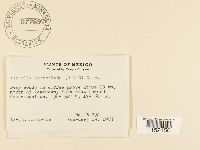 Thumbnail image of current specimen