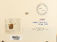 Plagiobryum zieri image