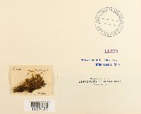 Plagiobryum zieri image