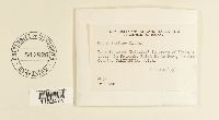 Plagiomnium insigne image