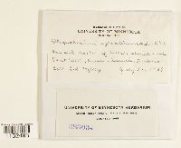 Plagiothecium sylvaticum image