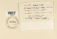 Plagiothecium laetum image