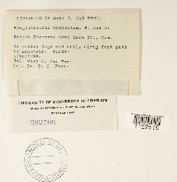 Plagiothecium undulatum image