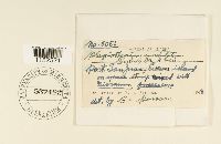 Plagiothecium undulatum image