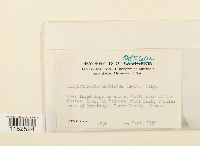 Plagiothecium undulatum image