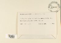 Plagiothecium undulatum image