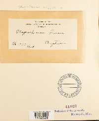 Plagiothecium cavifolium image