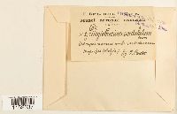 Plagiothecium undulatum image