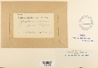 Plagiothecium undulatum image