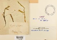 Plagiothecium undulatum image