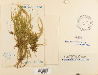 Plagiothecium undulatum image