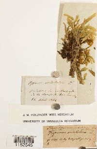 Plagiothecium undulatum image