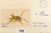 Plagiothecium undulatum image