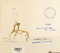 Plagiothecium undulatum image