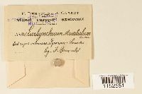 thumbnail image of current specimen
