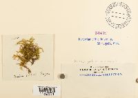 Plasteurhynchium meridionale image