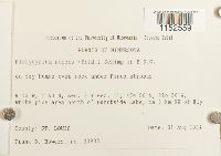 Platygyrium repens image