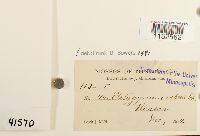 Platygyrium repens image