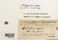 Platygyrium repens image