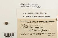 Platygyrium repens image