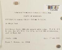 Platygyrium repens image