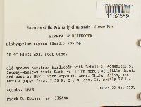 Platygyrium repens image