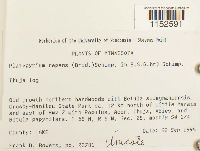 Platygyrium repens image