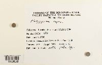 Platygyrium repens image