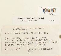 Platygyrium repens image