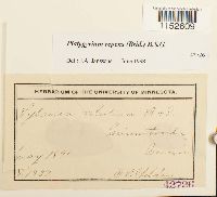 Platygyrium repens image