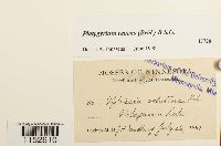 Platygyrium repens image